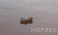 Житель Новой Усмани утопил в реке тело убитого приятеля