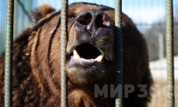  В Семилуках медведь покалечил хозяина и убил пенсионера